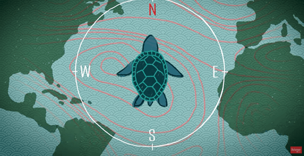 Inbuilt GPS : The story of Retracing In Turtles